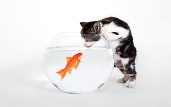 Animals, Cats HD wallpaper