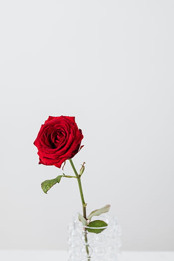 A single red rose in a crystal vase against a white background, depicting beauty and simplicity. HD phone wallpaper