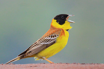 Animals, Bird, Beak, Oatmeal HD wallpaper