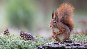 Brown Fur Squirrel is Standing On Rock In Blur Background Squirrel HD wallpaper