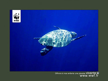 WWF wildlife protection, blue, sea, animal, protection, sea turtle, turtle, wildlife, animals, sea turtles, wwf, tortue, turtles, ocean HD wallpaper