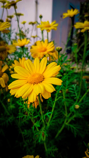 Flowers, sky, sunlight HD phone wallpaper