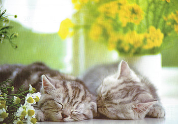 2 kittens sleeping, cute, napping, sleep, kittens HD wallpaper