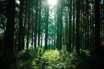Nature, Trees, Shine, Light, Forest HD wallpaper