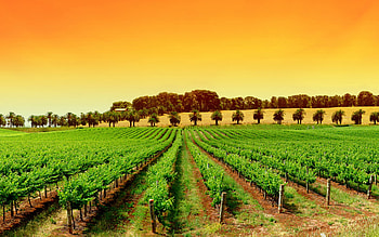 Wonderful vineyard , Stunning landscapes, Wine country beauty, backgrounds HD wallpaper