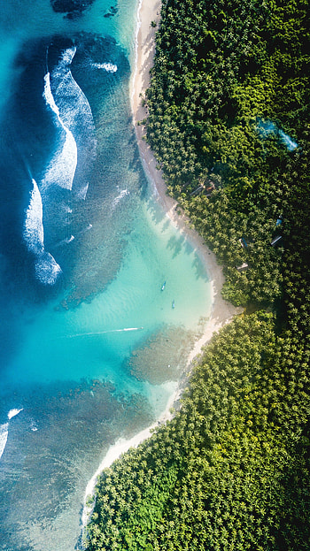 Coast, trees, sea, aerial view HD phone wallpaper