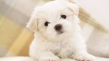 cute, eyes, beautiful, sleeping, Puppy HD wallpaper