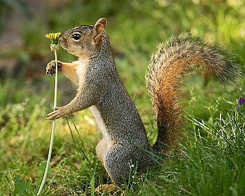 for you, nature, wild, squirrel, flower HD wallpaper