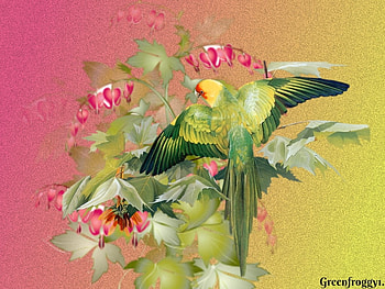 PRETTY PARROT, ART, PRETTY, CREATION, PARROT HD wallpaper