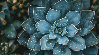 Serene Succulent - Nature's Beauty, succulent, plant, nature, leaf, green HD wallpaper