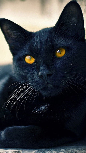 Cat potrait, , cat HD phone wallpaper