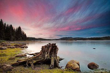 Old Tronk, old, graphy, bauty, coast, bulgaria, trees, tronk, sunset HD wallpaper