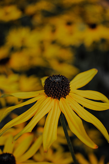 Flower, Plant, Macro, Petals HD phone wallpaper