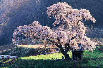 Spiritual Retreat, cherry blossom, branches, fields, shelter, nature, grass, stones, tree HD wallpaper