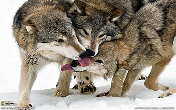 Wolf, animal, jungle, snow HD wallpaper