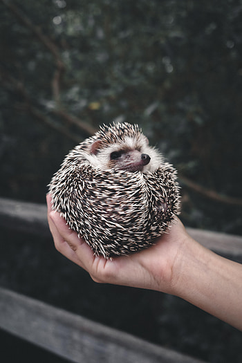 Animals, Hands, Animal, Nice, Sweetheart, Barbed, Spiny, Hedgehog HD phone wallpaper