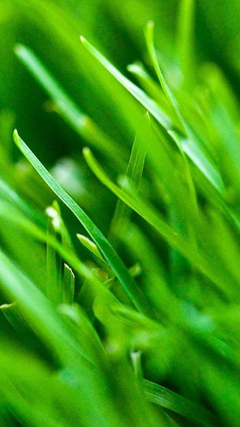 Clean, Nature, Grass Background, grass, background HD phone wallpaper