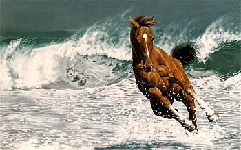 Nice horse, ride, horse, water, beach HD wallpaper