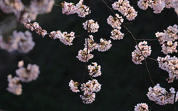 Spring, Nature, Flowers, Plant, Branch HD wallpaper