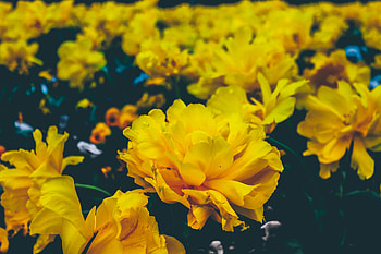 Flowers, Buds HD wallpaper