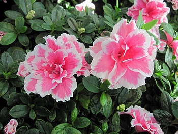 Spring Day in my garden 27 Pink, Green, graphy, Flowers, garden, Pink HD wallpaper