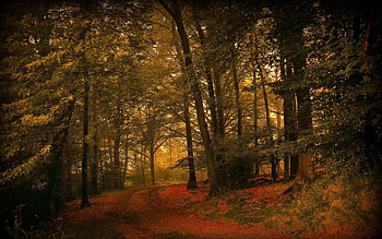 Nature, Grass, Autumn, Leaves, Forest HD wallpaper