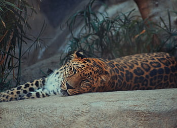 A leopard resting peacefully on a rock in a natural habitat setting, showcasing its majestic spotted coat. HD wallpaper