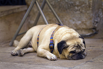 Animals, Lie, To Lie Down, Dog, Muzzle, Pug HD wallpaper