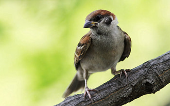Animals, Bird, Sit, Sparrow, Branch HD wallpaper