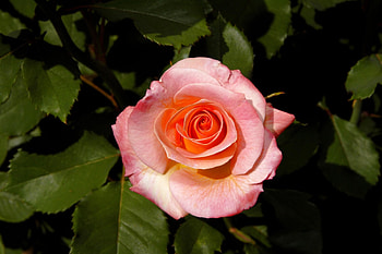 Flowers, Leaves, Bush, Flower, Rose Flower, Rose, Bud HD wallpaper