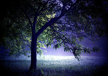 A Misty Morning In May, may, morning, misty HD wallpaper