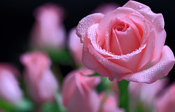 Beautiful pink rose, garden, drops, beautiful, spring, rose, pink, wet, flower, lovely HD wallpaper