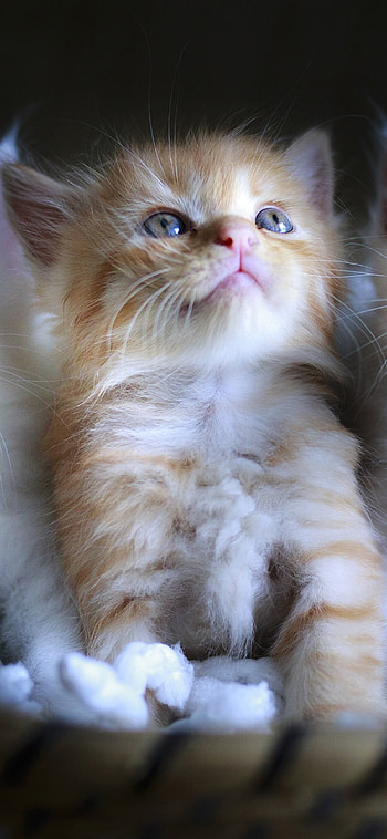 cute cat , High-definition , Lovely feline companions, quality HD phone wallpaper