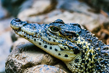 Crocodile Animals - Baby Crocodile, Close Up HD wallpaper