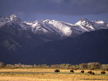 Nature, Mountains, Bisons, Field, Pasture HD wallpaper