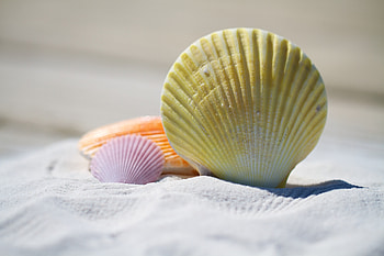 Seashells, sand, close up HD wallpaper