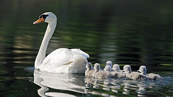 Animals, Swans, Bird, Young, Family, To Swim, Swim, Care, Cubs HD wallpaper