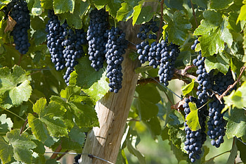 Merlot, Grapes HD wallpaper
