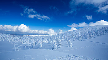 Winter, snow-caped trees, landscape, nature HD wallpaper