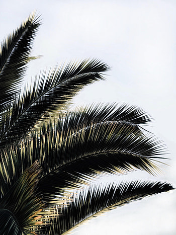 Nature, Sky, Plant, Palm, Branches HD phone wallpaper