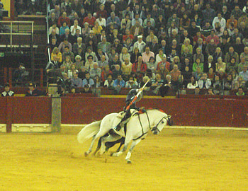 Horseback Bullfighting, spanish, andalusian, horses, tradition HD wallpaper