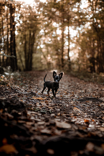 Animals, Dog, Alley, Nice, Sweetheart, Puppy HD phone wallpaper