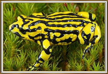 FRAMED FROG, NATURE, FROG, , FRAMED HD wallpaper