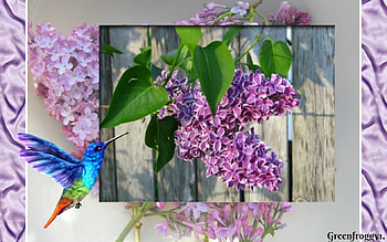 PRETTY LILACS, PRETTY, LILACS, PURPLE, FRAMED HD wallpaper