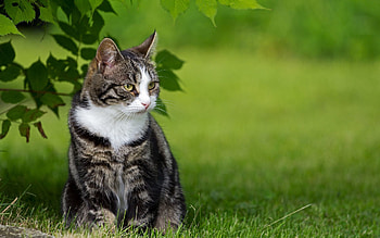 Animals, Grass, Sit, Cat, Fat, Thick HD wallpaper