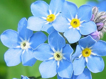 forgetmenot, blue, soft, flower HD wallpaper