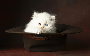 Animals, Cats HD wallpaper