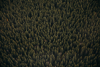 Nature, Trees, Pine, View From Above, Coniferous, Forest HD wallpaper