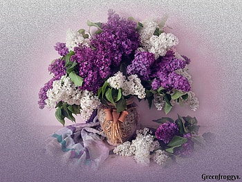 BEAUTIFUL LILACS, LILACS, FLOWERS, BEAUTIFUL HD wallpaper