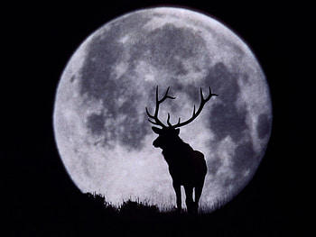 Animals, Landscape, Moon HD wallpaper